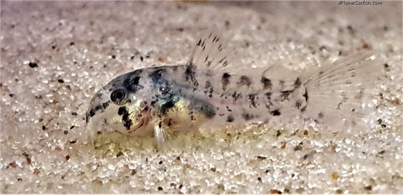 Hoplisoma eversi
