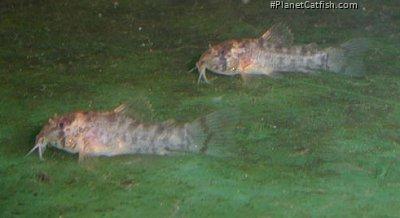 Hoplisoma gossei