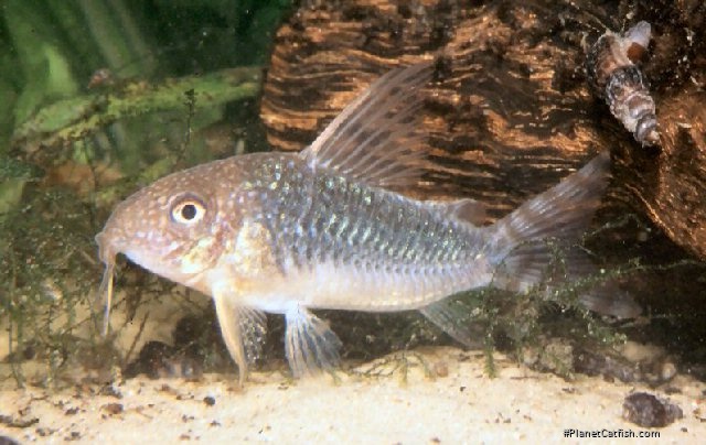 Hoplisoma gossei