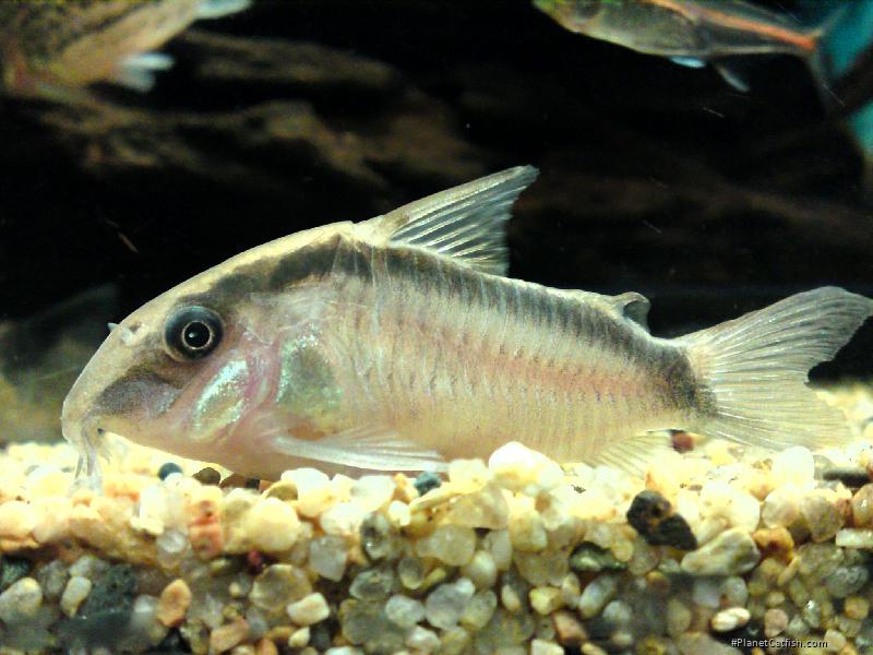 Hoplisoma granti