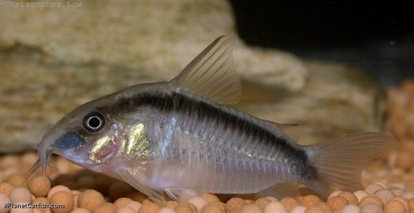 Hoplisoma granti