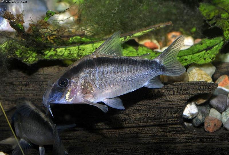 Hoplisoma granti