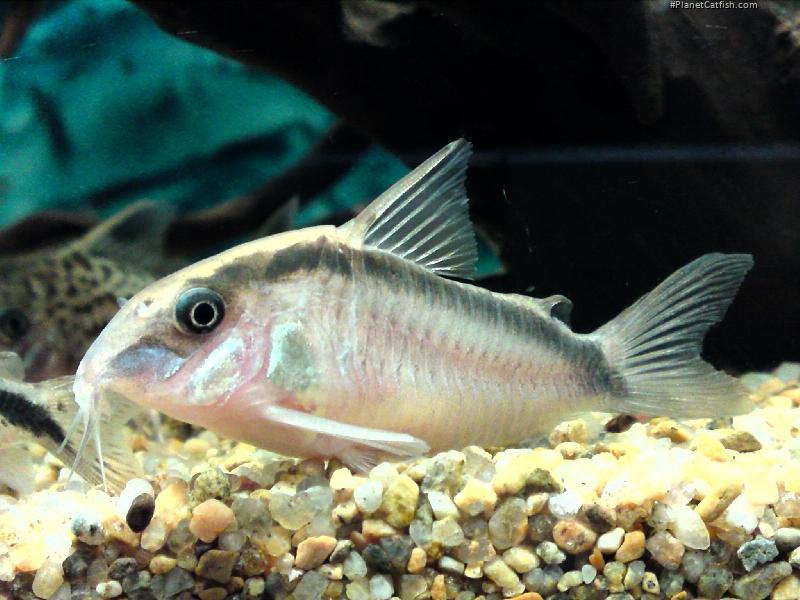 Hoplisoma granti
