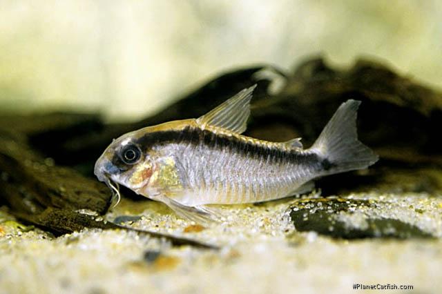 Hoplisoma granti