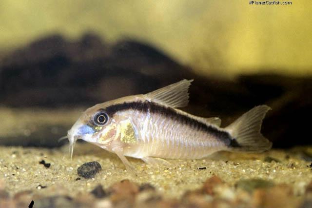 Hoplisoma granti