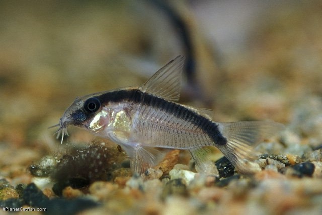 Hoplisoma granti