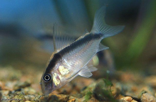Hoplisoma granti