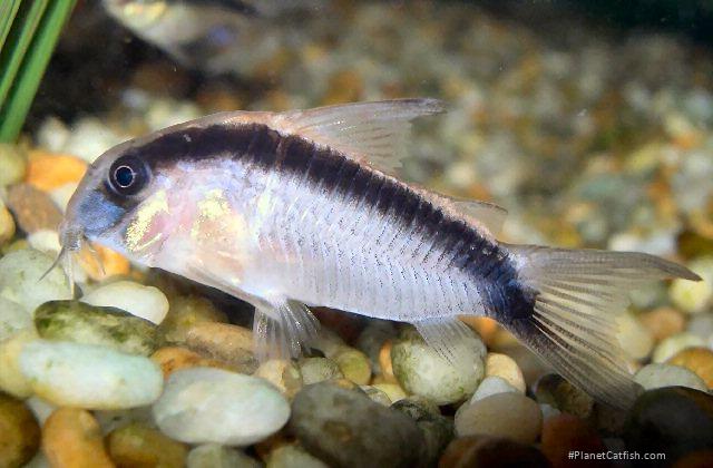 Hoplisoma granti