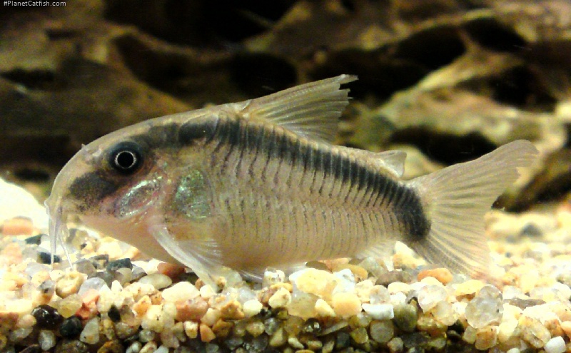 Hoplisoma granti