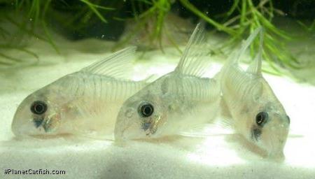 Hoplisoma griseum