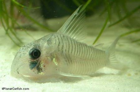 Hoplisoma griseum