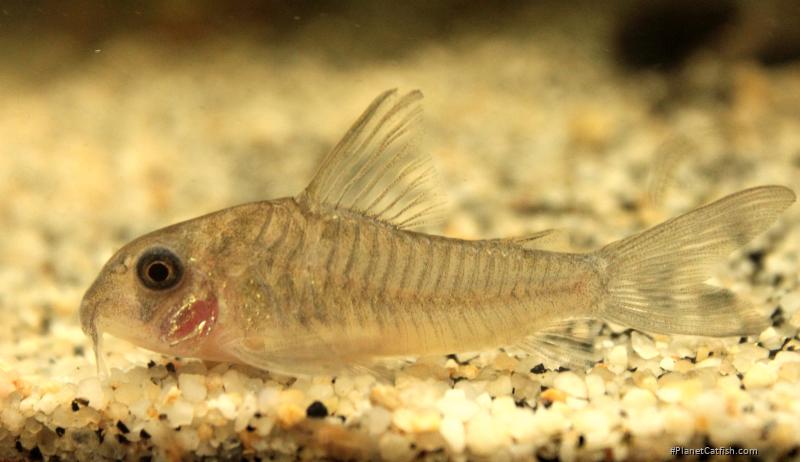 Hoplisoma griseum