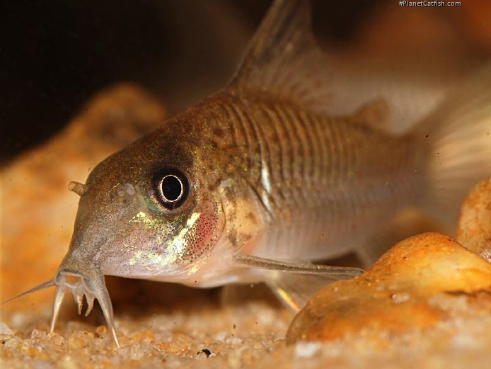 Hoplisoma guianense