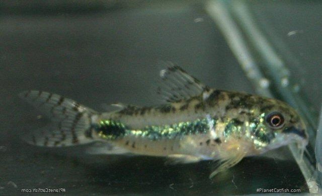 Hoplisoma habrosum