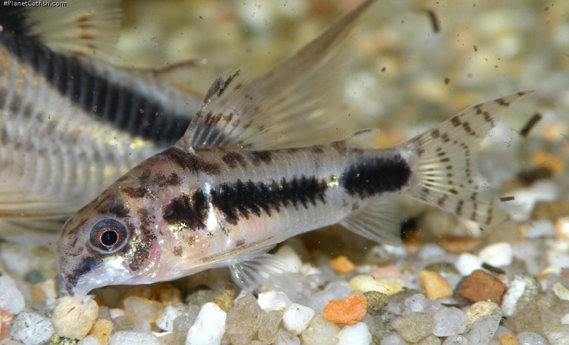 Hoplisoma habrosum