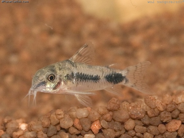 Hoplisoma habrosum