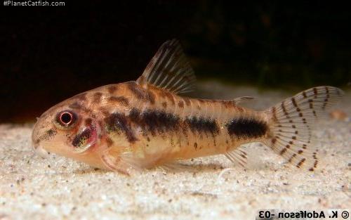 Hoplisoma habrosum