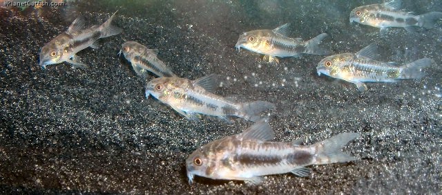 Hoplisoma habrosum
