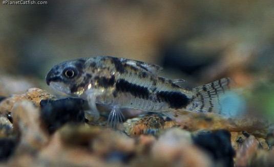 Hoplisoma habrosum