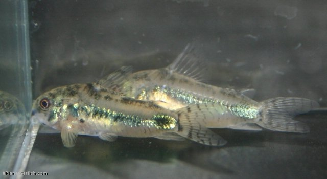 Hoplisoma habrosum