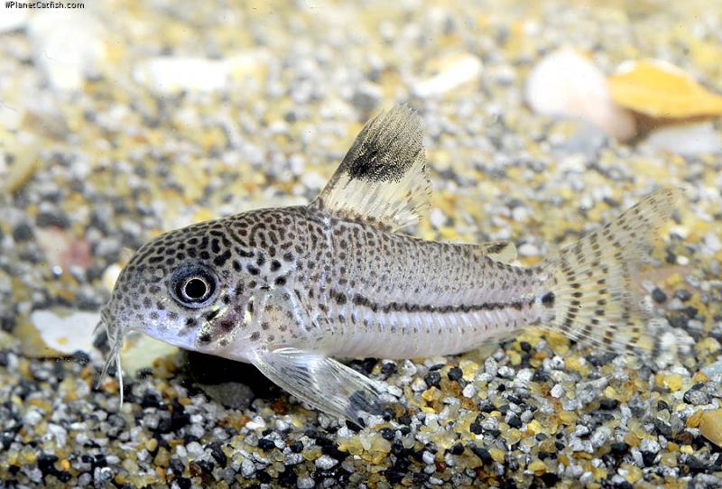 Hoplisoma julii