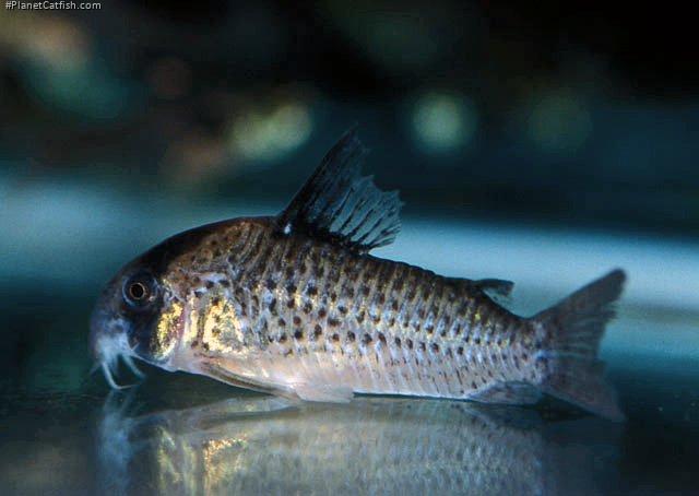 Hoplisoma kanei