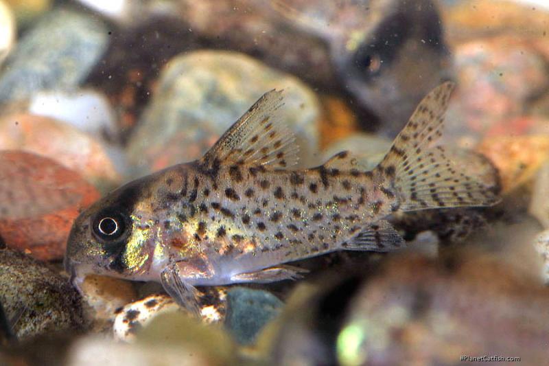 Hoplisoma kanei