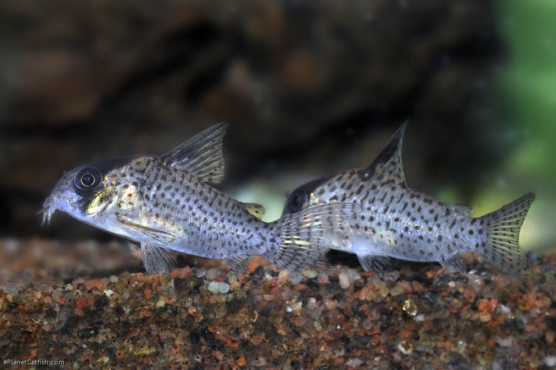Hoplisoma kanei