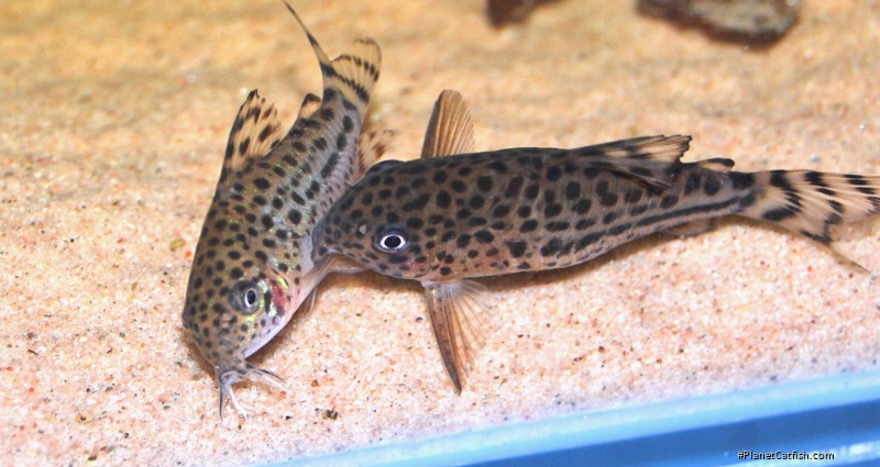 Hoplisoma knaacki