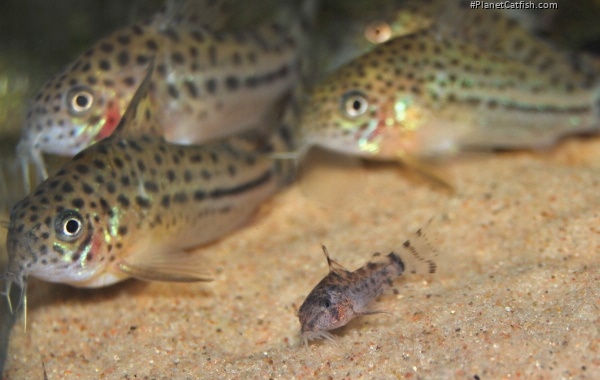 Hoplisoma knaacki