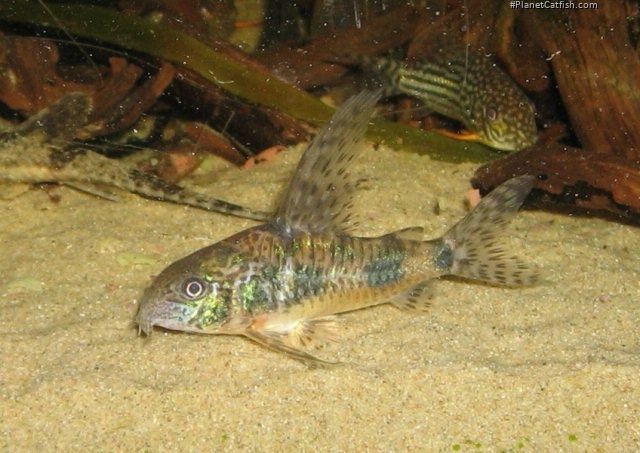 Hoplisoma longipinne