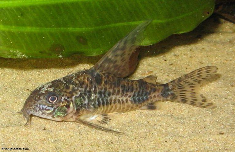 Hoplisoma longipinne