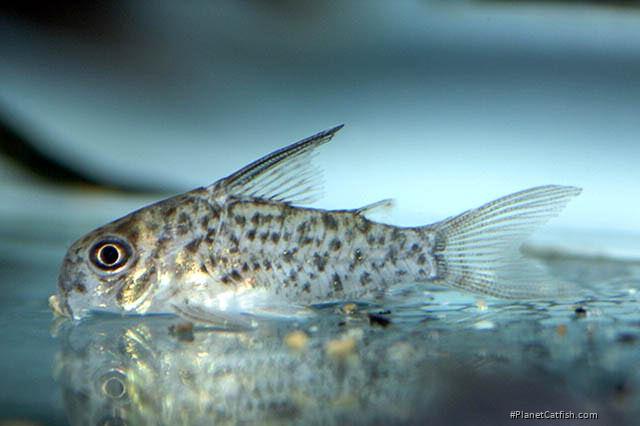 Hoplisoma loretoense