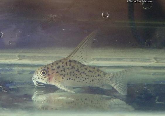 Hoplisoma loretoense