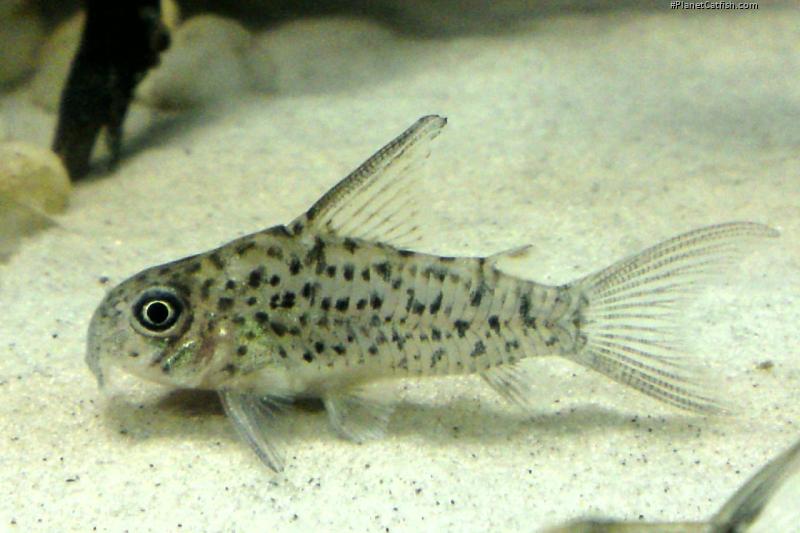 Hoplisoma loretoense