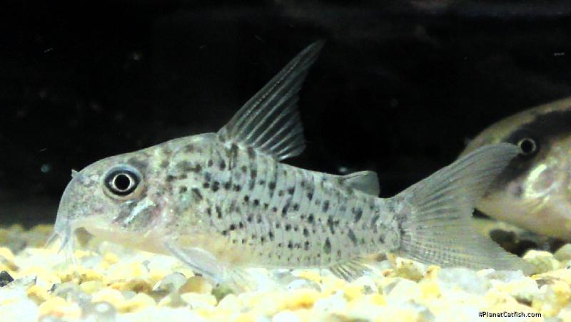 Hoplisoma loretoense