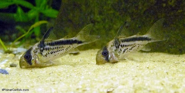 Hoplisoma loxozonum