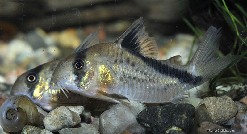 Hoplisoma melini