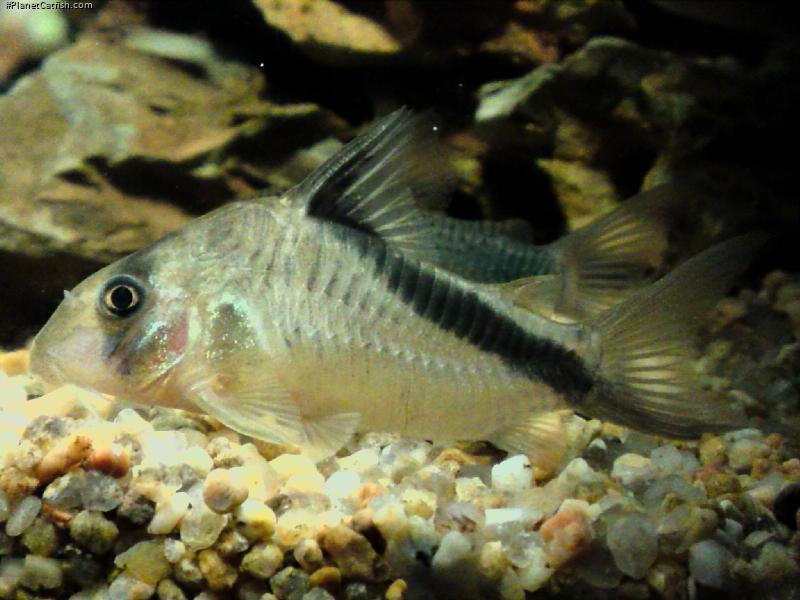 Hoplisoma melini