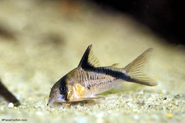 Hoplisoma melini