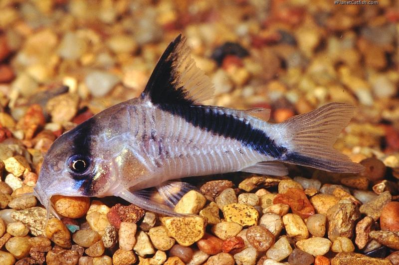 Hoplisoma melini