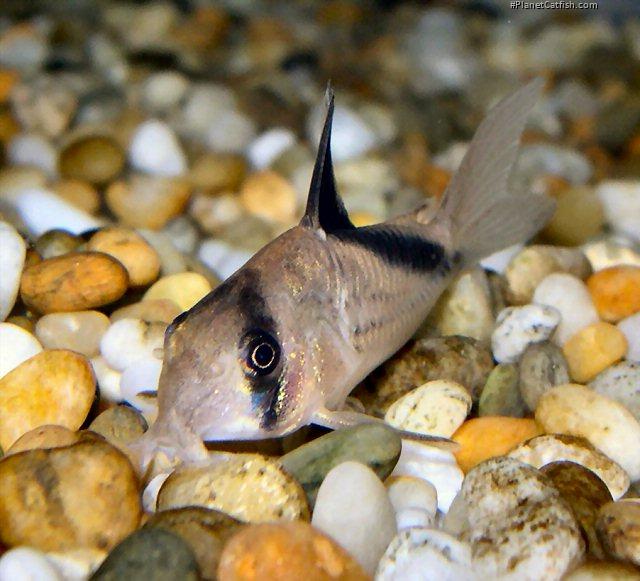 Hoplisoma melini