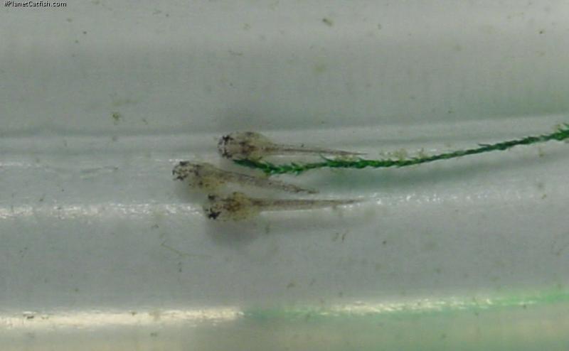 Hoplisoma metae