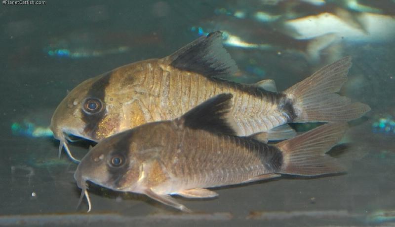 Hoplisoma metae