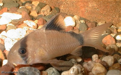 Hoplisoma metae