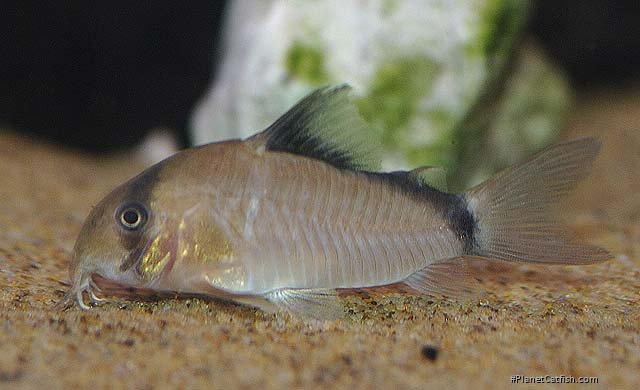 Hoplisoma metae