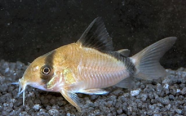 Hoplisoma metae