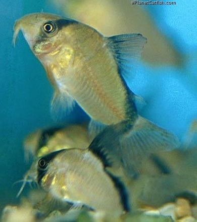 Hoplisoma metae