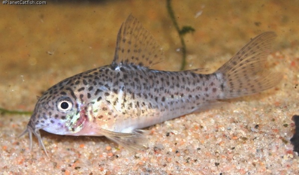 Hoplisoma multimaculatum