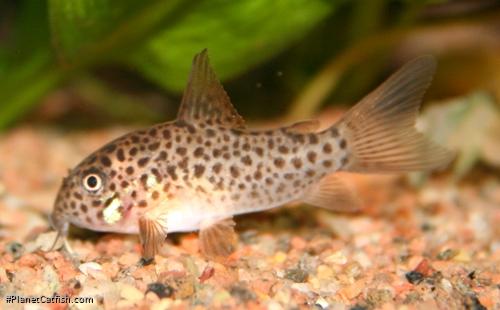 Hoplisoma multimaculatum